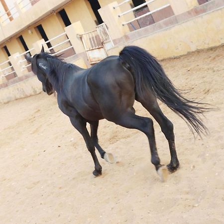 The Farm - Hotel & Horse Riding Kairo Exterior foto