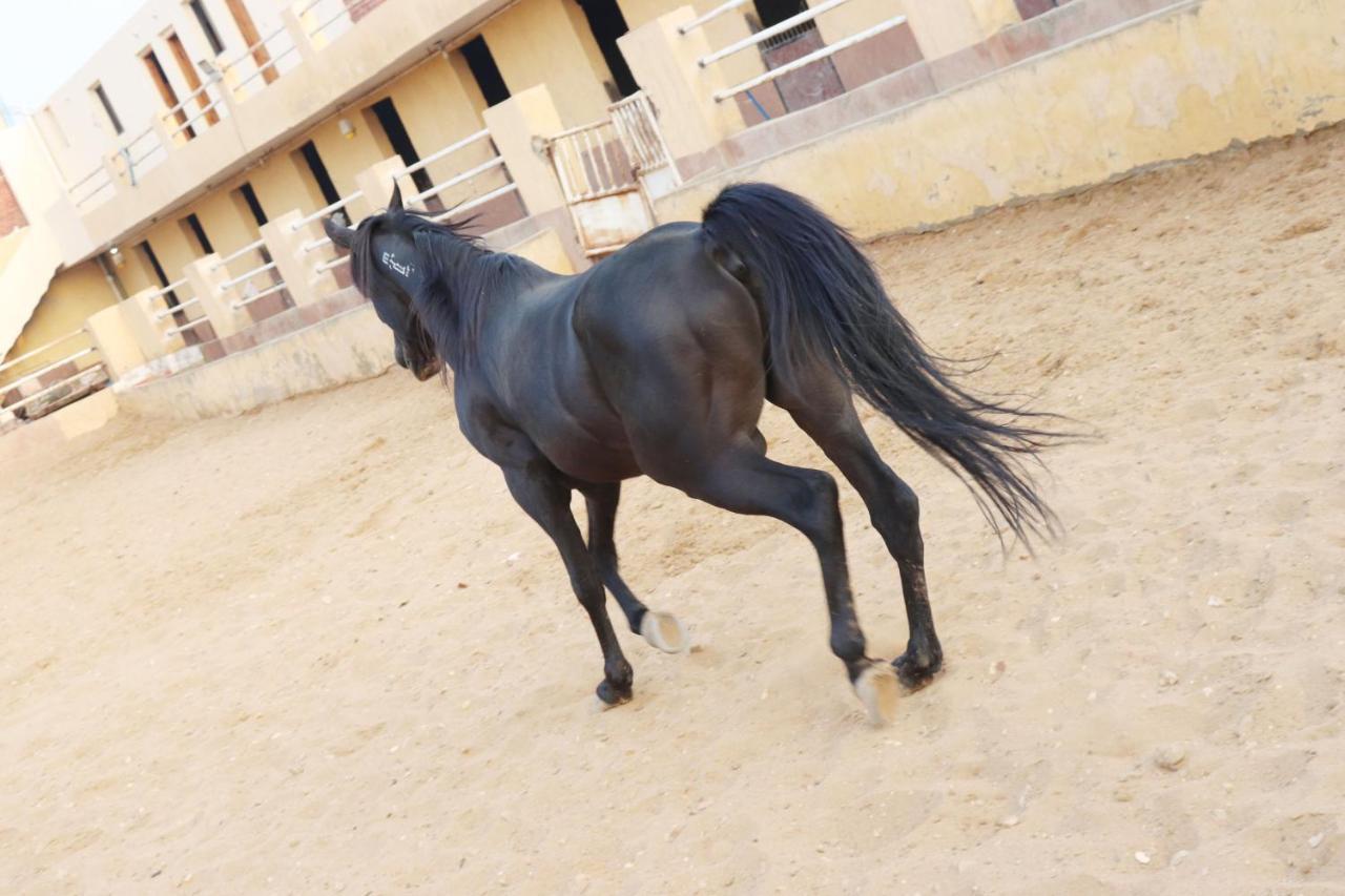 The Farm - Hotel & Horse Riding Kairo Exterior foto